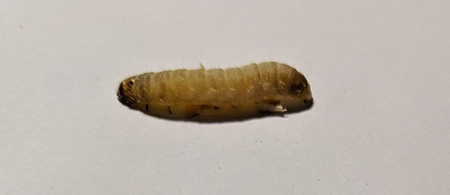 Dbdpet Premium 250-300 Live Waxworms - Best Bait for Fishing, Reptile and Amphibian Foods, Bearded Dragons Leopard Geckos and Chameleon Treats Animals & Pet Supplies > Pet Supplies > Reptile & Amphibian Supplies > Reptile & Amphibian Food DBDPet