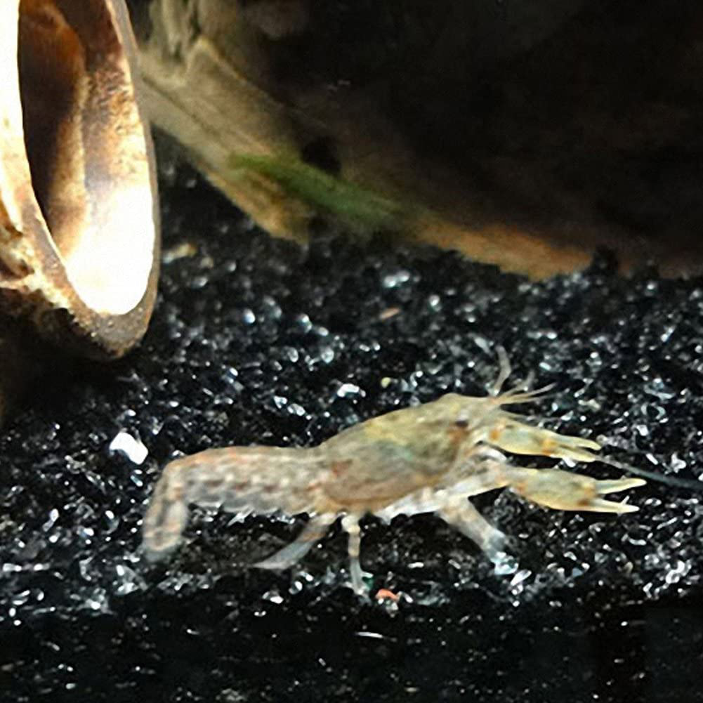 OMEM Aquarium Stone Decorations,Quartz Sand Aquarium Fish Tank Gravel Decorations,Gravel Pebble,Aquarium Decor (2.2 Lb(1Kg)) Animals & Pet Supplies > Pet Supplies > Fish Supplies > Aquarium Gravel & Substrates OMEM