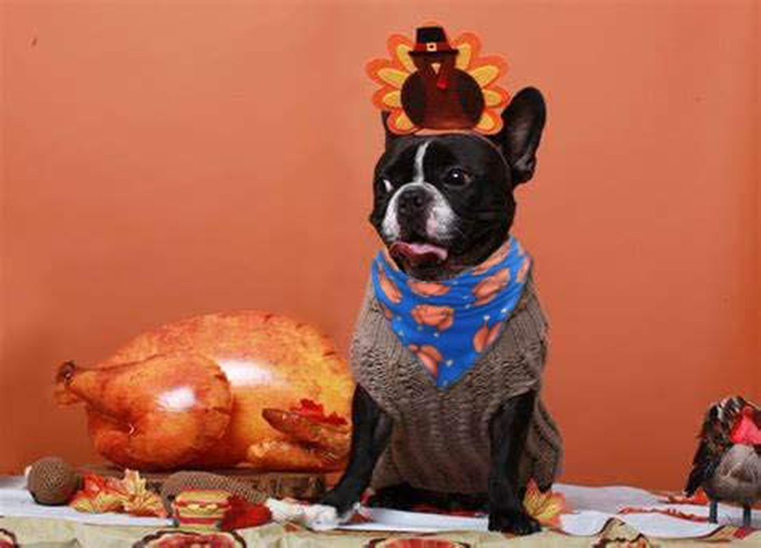 Boombone 2 Pack Thanksgiving Bandanas for Dogs,Turkey Bandana for Small Medium Large Dogs Animals & Pet Supplies > Pet Supplies > Cat Supplies > Cat Apparel BoomBone