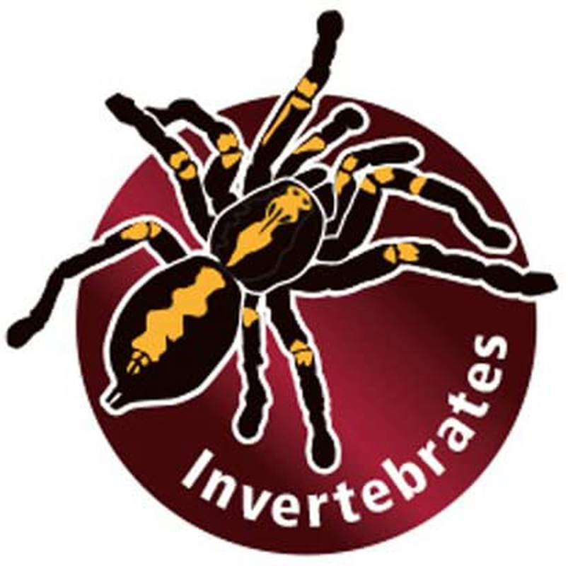 Hobby Terrano Shavings Beech Substrate for Reptiles, Amphibians Animals & Pet Supplies > Pet Supplies > Reptile & Amphibian Supplies > Reptile & Amphibian Substrates Hobby