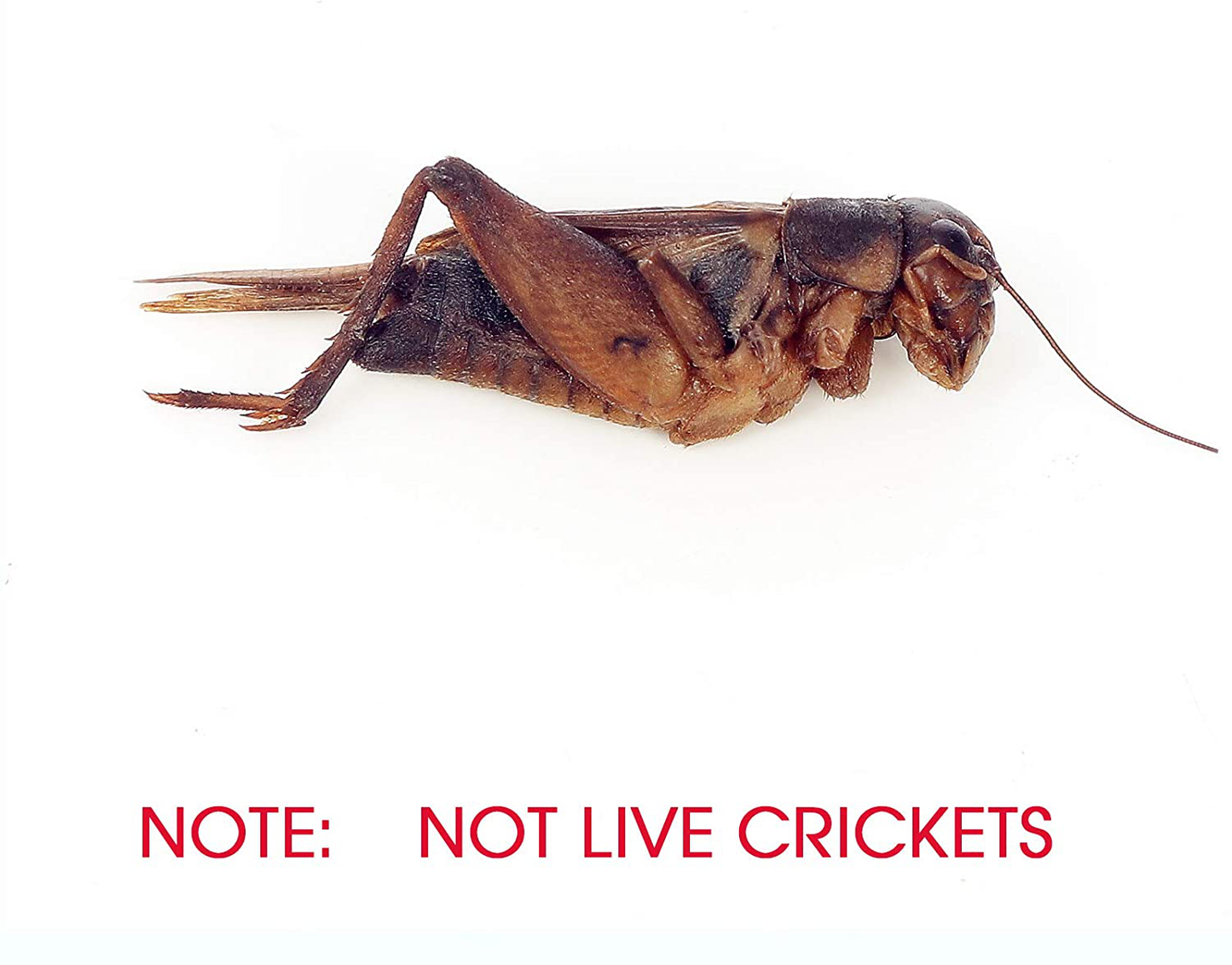 Sequoia Reptile Worms Food Fresh Mealworms Food for Bearded Dragon, Lizard, Turtles, Chameleon, Monitor, Frog, Fish, Hamsters and Hedgehogs(Not Live MEALWORMS) Animals & Pet Supplies > Pet Supplies > Reptile & Amphibian Supplies > Reptile & Amphibian Food Sequoia