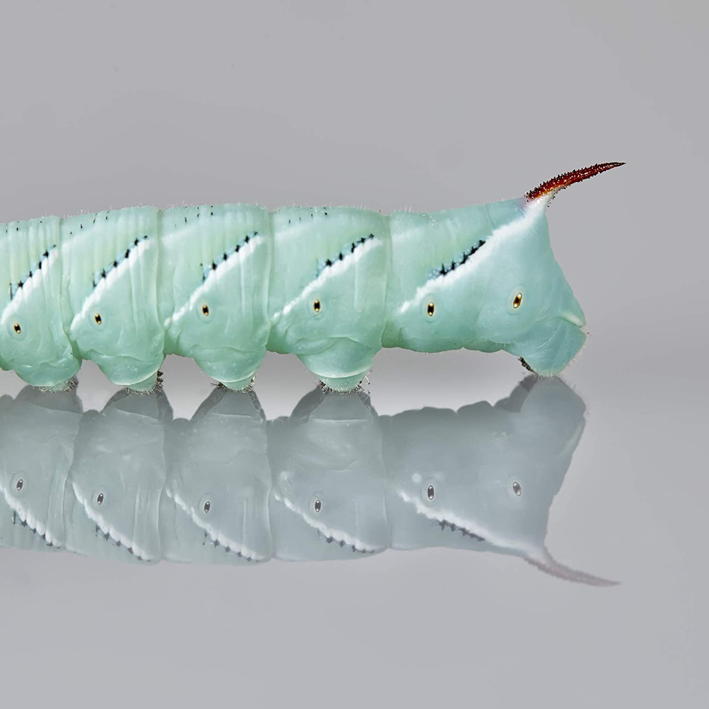 Dbdpet Premium 70+ Live Hornworms (3 Cups of 24-30Ct) - Food for Bearded Dragons, Leopard Geckos, Frogs, Chameleons, Tegus, and Other Reptiles! Animals & Pet Supplies > Pet Supplies > Reptile & Amphibian Supplies > Reptile & Amphibian Food DBDPet