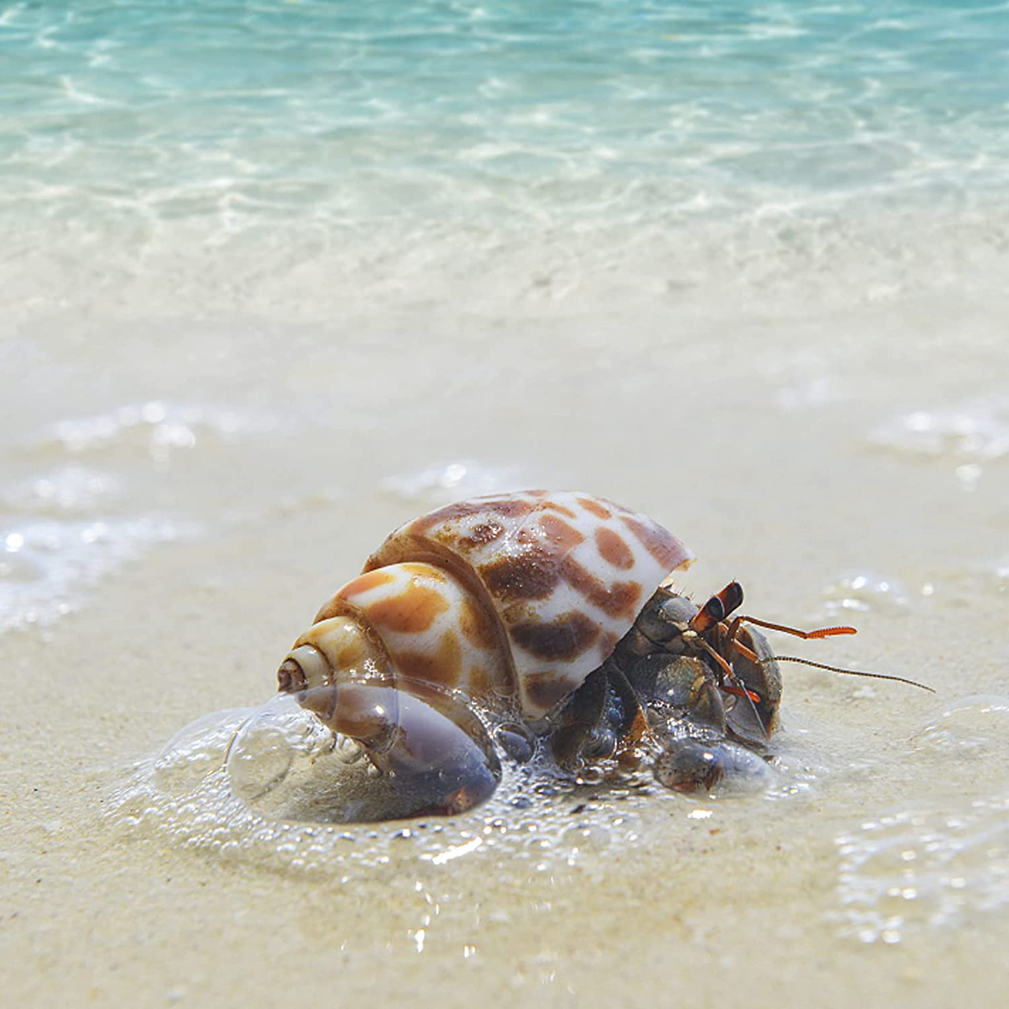 Mikiwon Hermit Crab Shells Natural Growth Seashells 12Pcs, Hide Reptile Hideouts Bark Bend Habitat for Hermit Crab Bearded Dragon Tortoise Small Lizards Amphibians Fish Tank Decor Animals & Pet Supplies > Pet Supplies > Reptile & Amphibian Supplies > Reptile & Amphibian Habitats Mikiwon