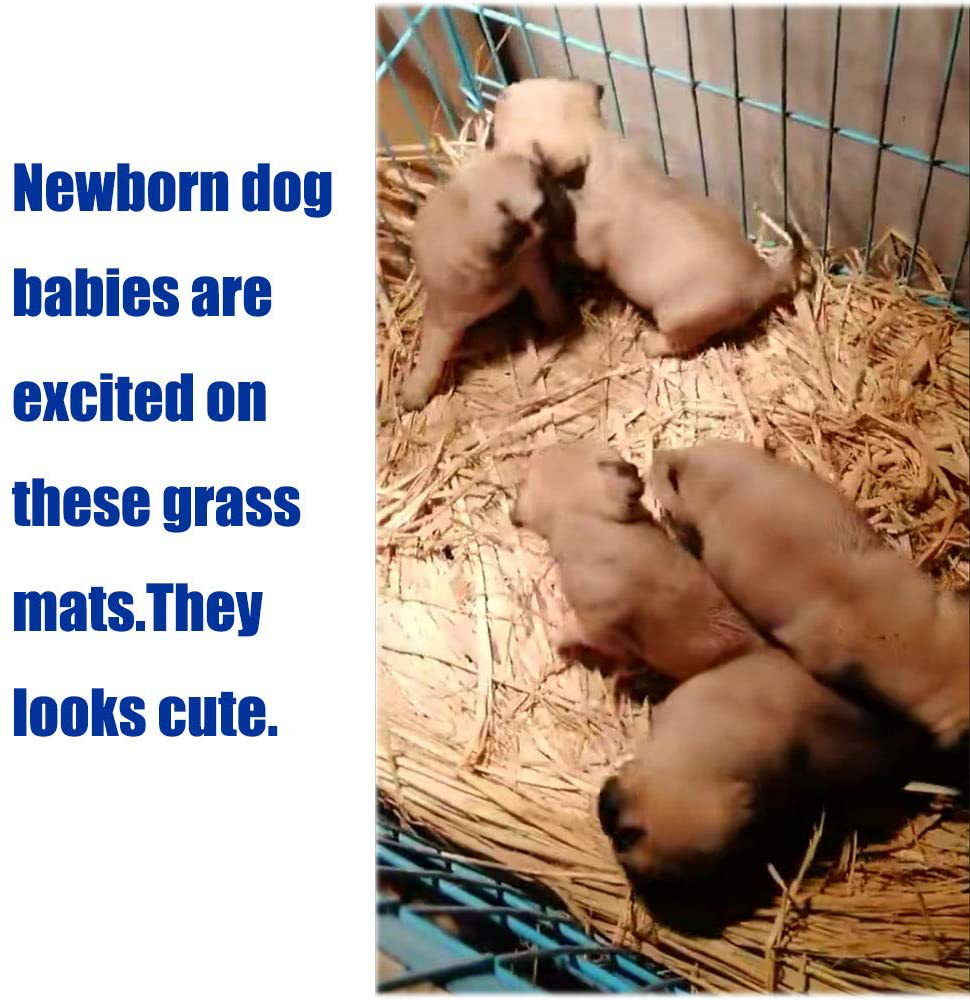 Grass Mat Woven Bed Mat for Small Animal Bunny Bedding Nest Chew Toy Bed Play Toy for Guinea Pig Parrot Rabbit Bunny Hamster Rat(Pack of 3) (3 Grass Mats) Animals & Pet Supplies > Pet Supplies > Bird Supplies > Bird Treats Hamiledyi