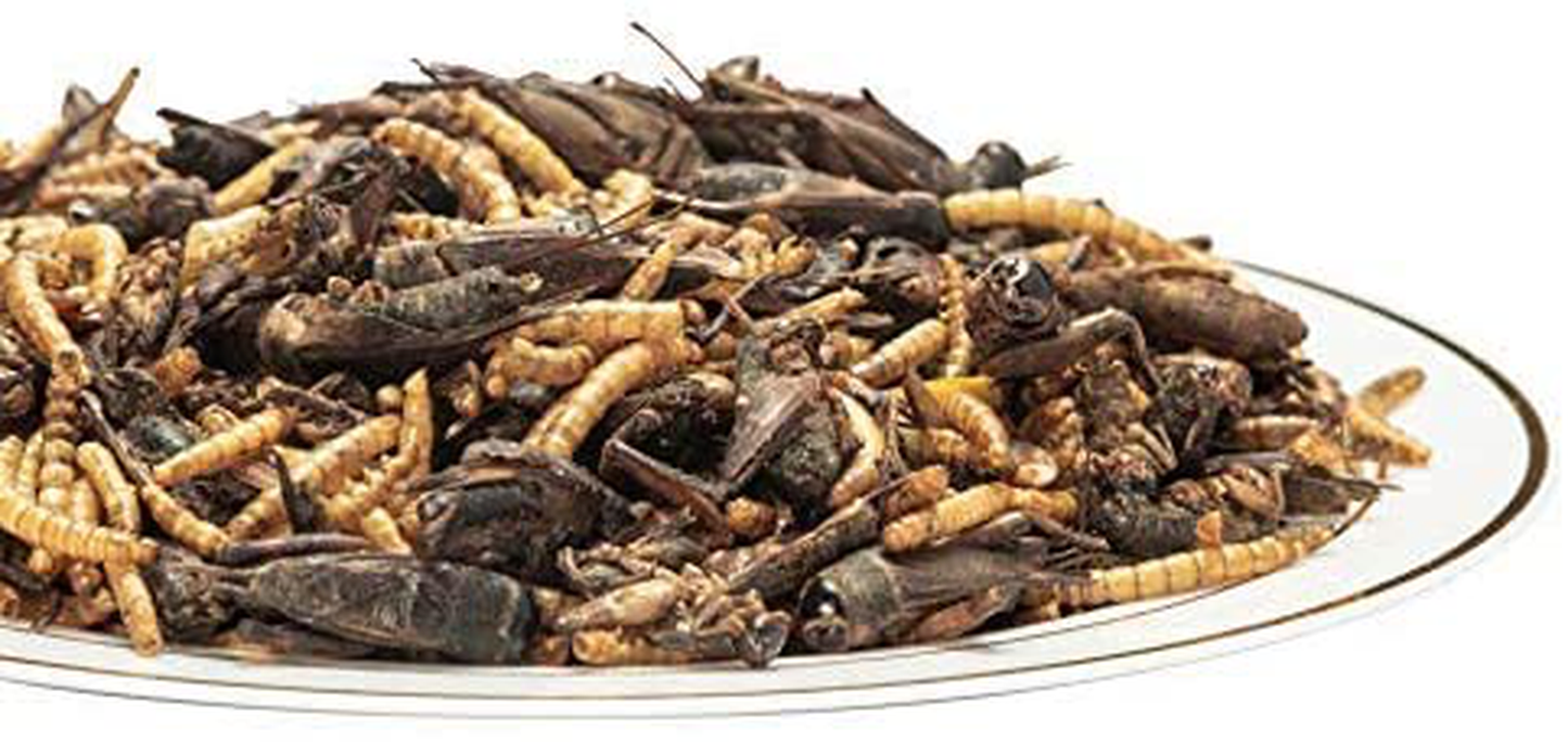 Appetizing Mealworms with Natural Dried Crickets (8Oz) All Natural 100% Non-Gmo, Food for Breaded Dragons, Reptiles, Chicken, Fish, Ducks, Wild Birds, Turtles, Hamsters, Fish, and Hedgehogs Animals & Pet Supplies > Pet Supplies > Reptile & Amphibian Supplies > Reptile & Amphibian Food Appetizing Mealworms