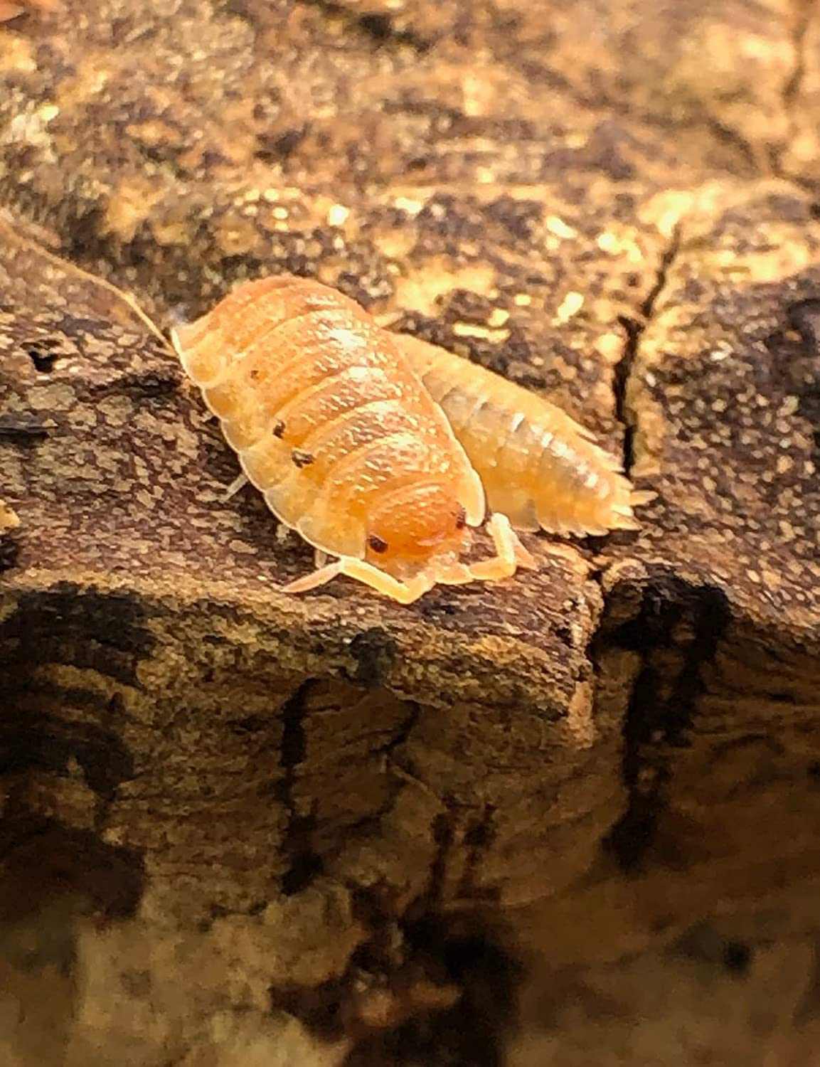 Bugzybugs 12 Porcellio Orange Scabers Live Isopods Roly Polys Cleanup Crew for Terrarium Reptile Food, 12 Count (Pack of 1) Animals & Pet Supplies > Pet Supplies > Reptile & Amphibian Supplies > Reptile & Amphibian Food BugzyBugs