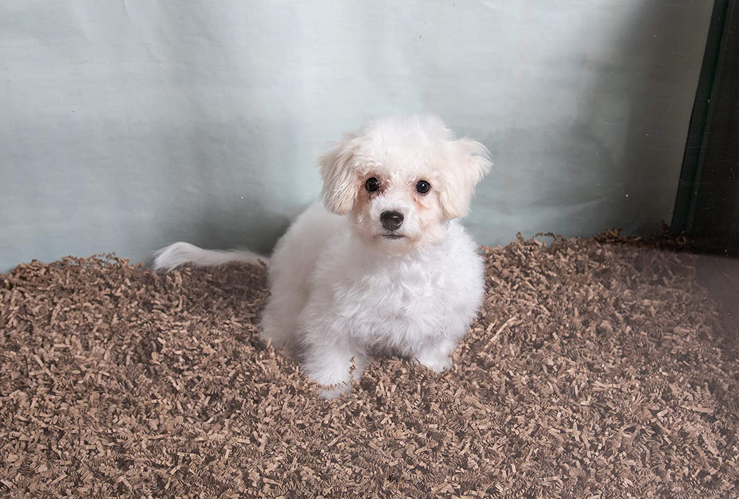 ECO BEDDING Fibercore for Small Pet, 3 Lb, Brown Animals & Pet Supplies > Pet Supplies > Small Animal Supplies > Small Animal Bedding ECO BEDDING