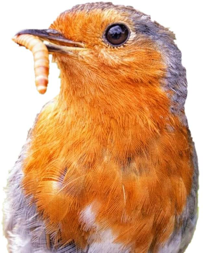 Predator Foods Bulk Live Mealworms - 1000 Count Animals & Pet Supplies > Pet Supplies > Reptile & Amphibian Supplies > Reptile & Amphibian Food Predator Foods