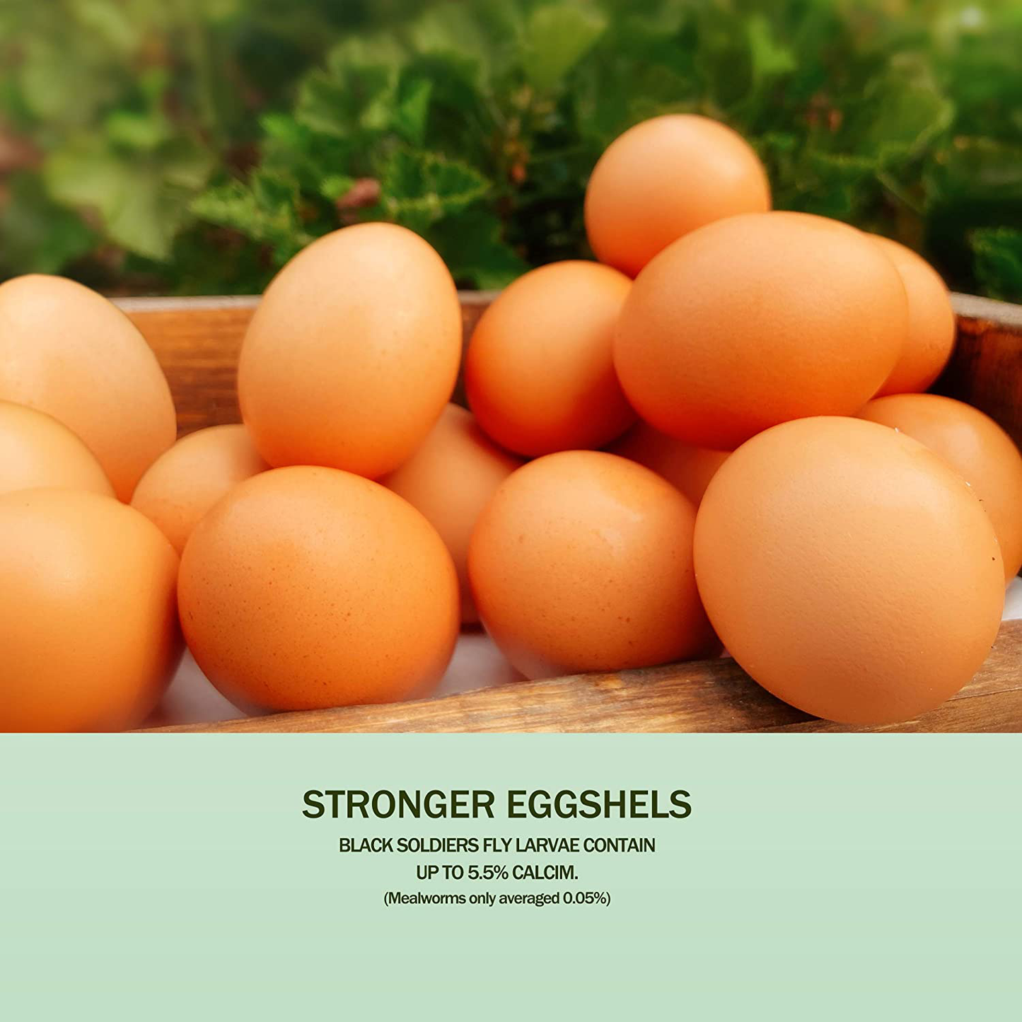 Dried Black Soldier Fly Larva/Dried Mealworms -2 LBS- 100% Natural BSF Larvae - 85Xmore Calcium than Mealworms - High Calcium Treats for Chickens, Birds, Reptiles, Hedgehog, Geckos, Turtles- 2 LBS Animals & Pet Supplies > Pet Supplies > Reptile & Amphibian Supplies > Reptile & Amphibian Food Amzey