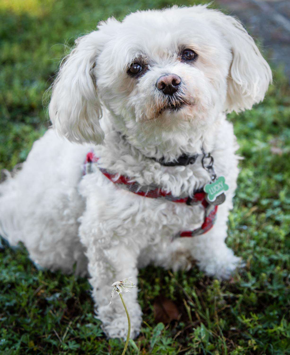 Lucky Premium Treats Natural Chicken Jerky Straws Dog Treats Animals & Pet Supplies > Pet Supplies > Small Animal Supplies > Small Animal Food Lucky Premium Treats