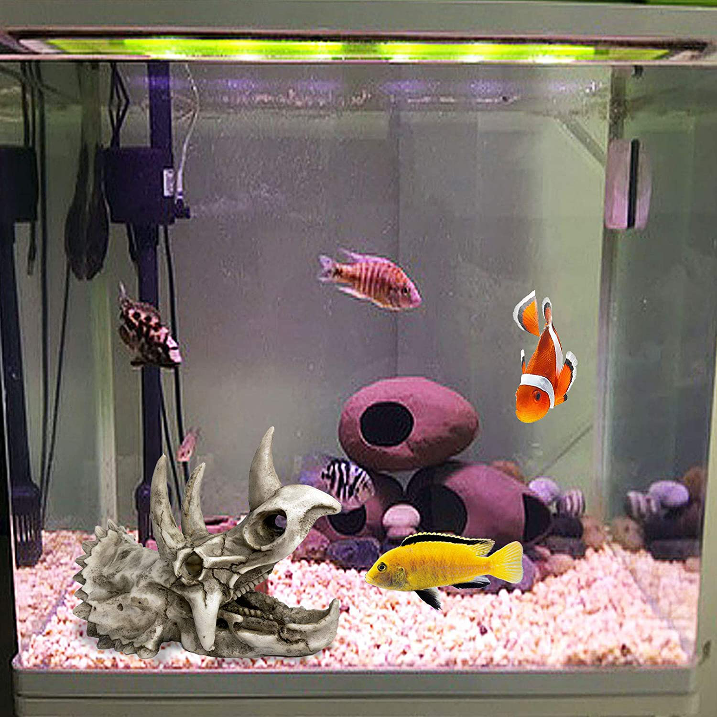 Kathson Large Resin Dinosaur Triceratops Skull Décor Aquarium Decoration Reptiles Hideout Fish Tank Ornament Home Landscape Decor Animals & Pet Supplies > Pet Supplies > Fish Supplies > Aquarium Decor kathson