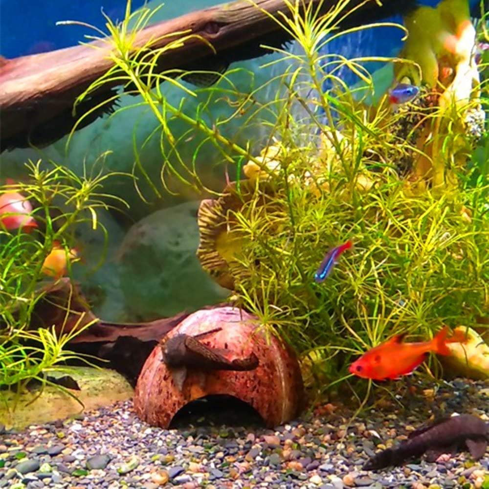 SEAJIAYI Hermit Crab Shells Large Xlarge Seashells Natural Coconut Hide Reptile Hideouts- Handpicked Turbo Seashell Natural Sea Conch Animals & Pet Supplies > Pet Supplies > Reptile & Amphibian Supplies > Reptile & Amphibian Substrates SEAJIAYI