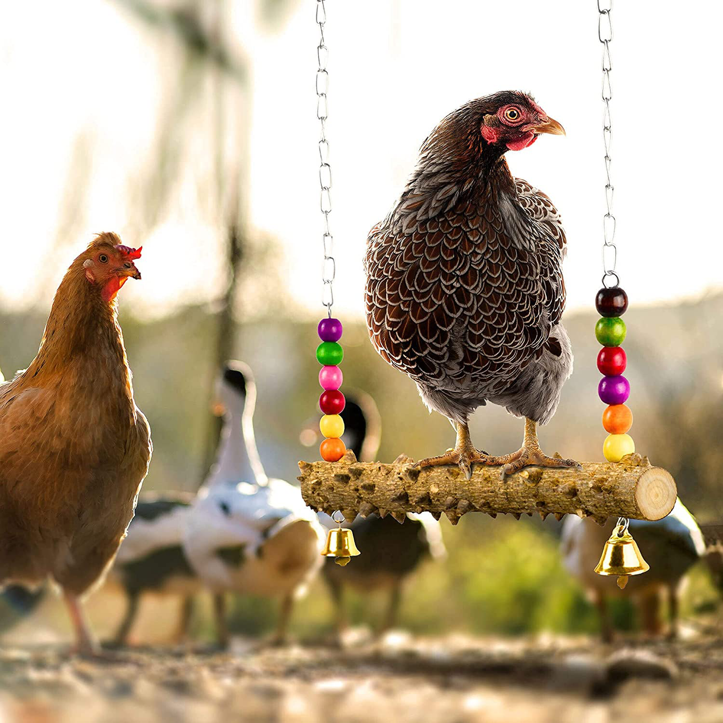 MASANI Chicken Coop Swing - 2 Pack Natural Wood - Stainless Steel Hooks - Steady Heavy-Duty Chains - Small Charming Copper Bells - Supports up to 20Lbs - Complete with Peck Bird Toy Animals & Pet Supplies > Pet Supplies > Bird Supplies > Bird Toys MASANI