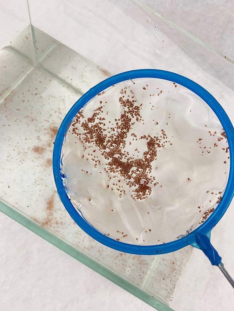 Gankpike Aquarium Fish Net Skimmer Net – 3 Pcs Quick Catch Mesh Wire Net Safe for All Fish – 3 Inches, 4 Inches, 5 Inches Animals & Pet Supplies > Pet Supplies > Fish Supplies > Aquarium Cleaning Supplies GankPike