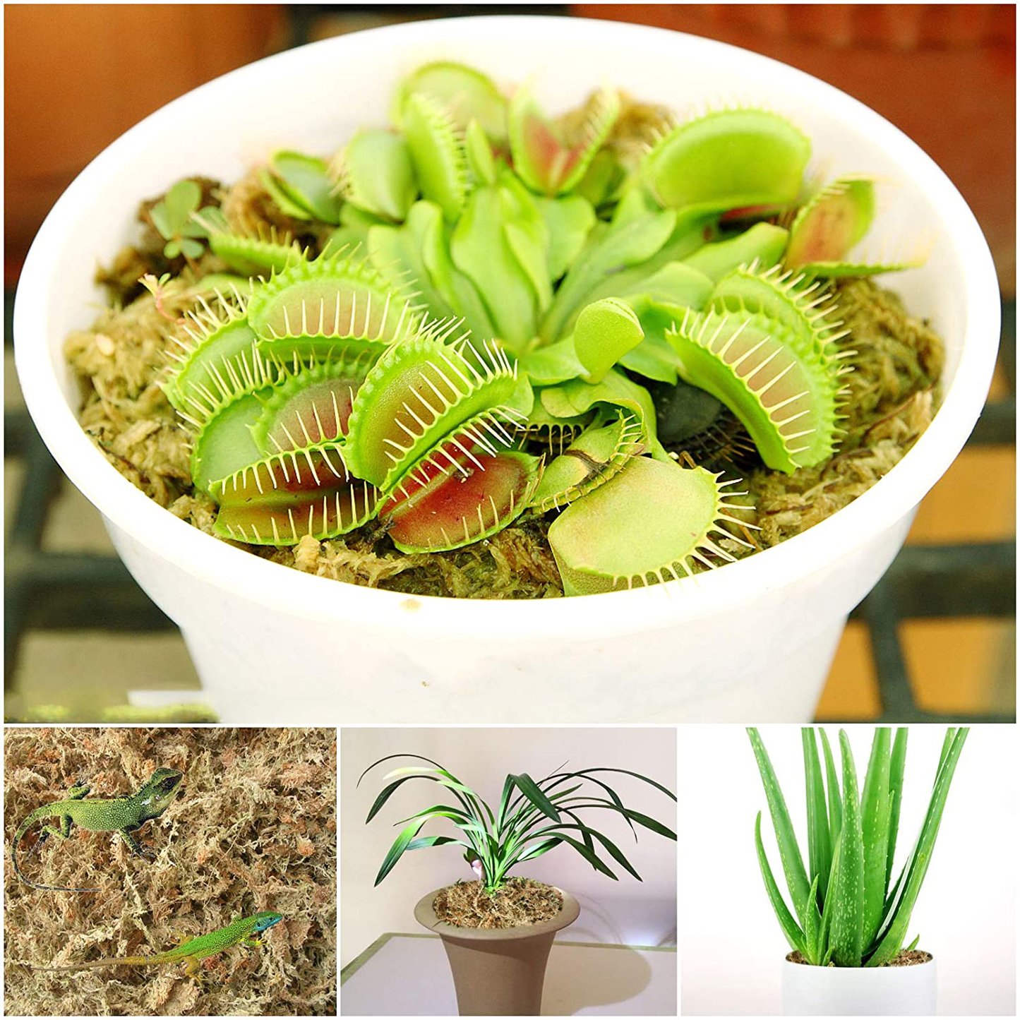 Legigo Natural Sphagnum Moss Potting Mix- Carnivorous Plant Moss Dried for Sarracenia Orchid Gardening Plants 2 Quart Sized Bag Animals & Pet Supplies > Pet Supplies > Reptile & Amphibian Supplies > Reptile & Amphibian Substrates Legigo