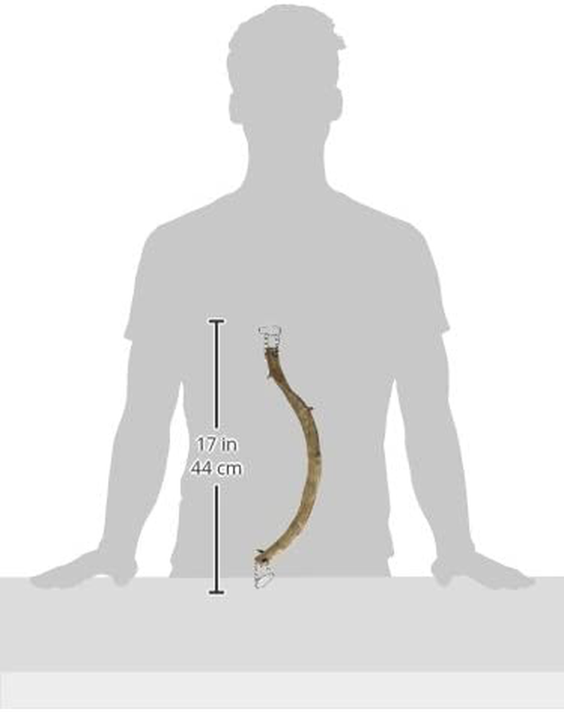 Prevue Pet Products BPV62395 Wacky Wood Lima Root Bird Perch Toys, 14-Inch, Brown Animals & Pet Supplies > Pet Supplies > Bird Supplies > Bird Ladders & Perches Prevue Pet Products