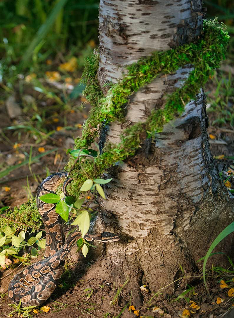 Galápagos (05266 Mossvine, Real Moss Vine, Natural, 12FT Animals & Pet Supplies > Pet Supplies > Reptile & Amphibian Supplies > Reptile & Amphibian Substrates Galapagos