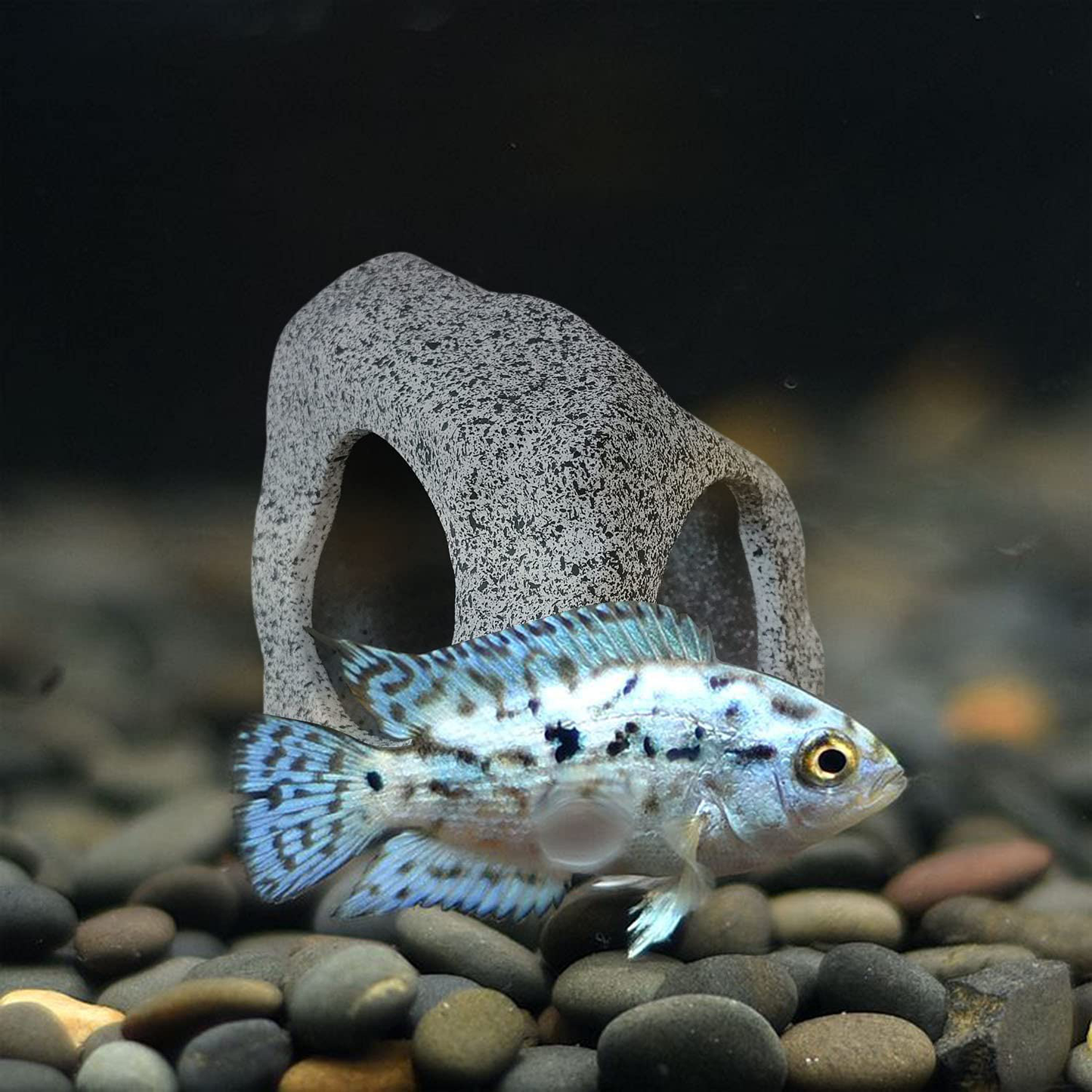 Springsmart Aquarium Hideaway Rock Cave for Aquatic Pets to Breed, Play and Rest, Safe and Non-Toxic Ceramic Fish Tank Ornaments, Decor Stone for Betta Animals & Pet Supplies > Pet Supplies > Fish Supplies > Aquarium Decor SpringSmart