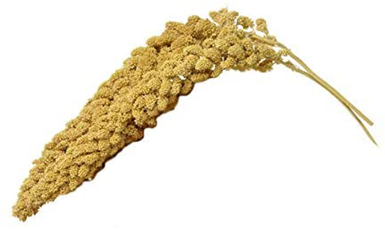 Birds LOVE Economy & Thin Special Spray Millet Non-Gmo for Birds Cockatiel Lovebird Parakeet Finch Canary All Parrots Healthy Treat Animals & Pet Supplies > Pet Supplies > Bird Supplies > Bird Treats Birds LOVE 9 Ounce (Pack of 1)