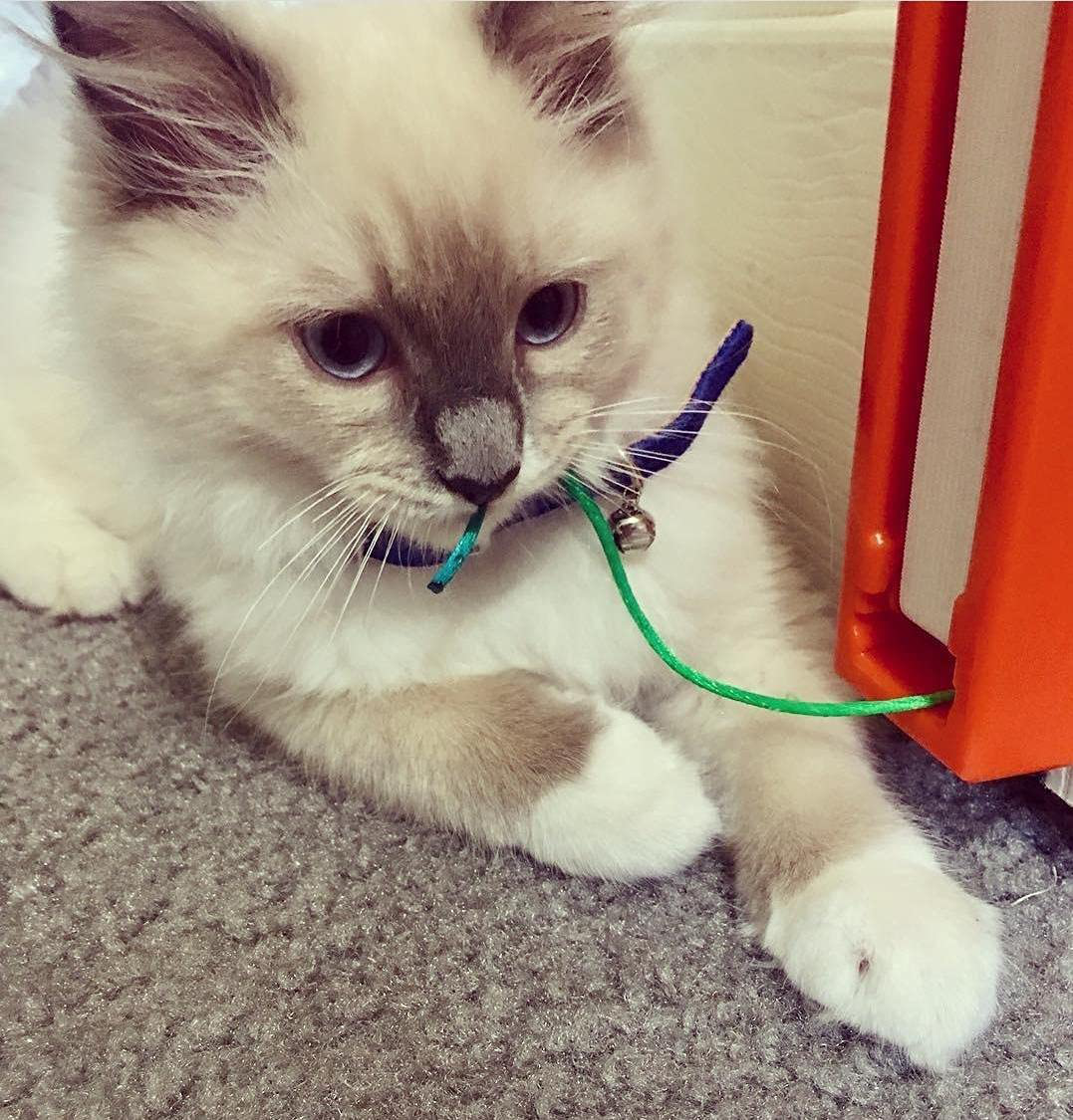 Moody Pet Fling-Ama-String Cat Toy Animals & Pet Supplies > Pet Supplies > Cat Supplies > Cat Toys Moody Pet