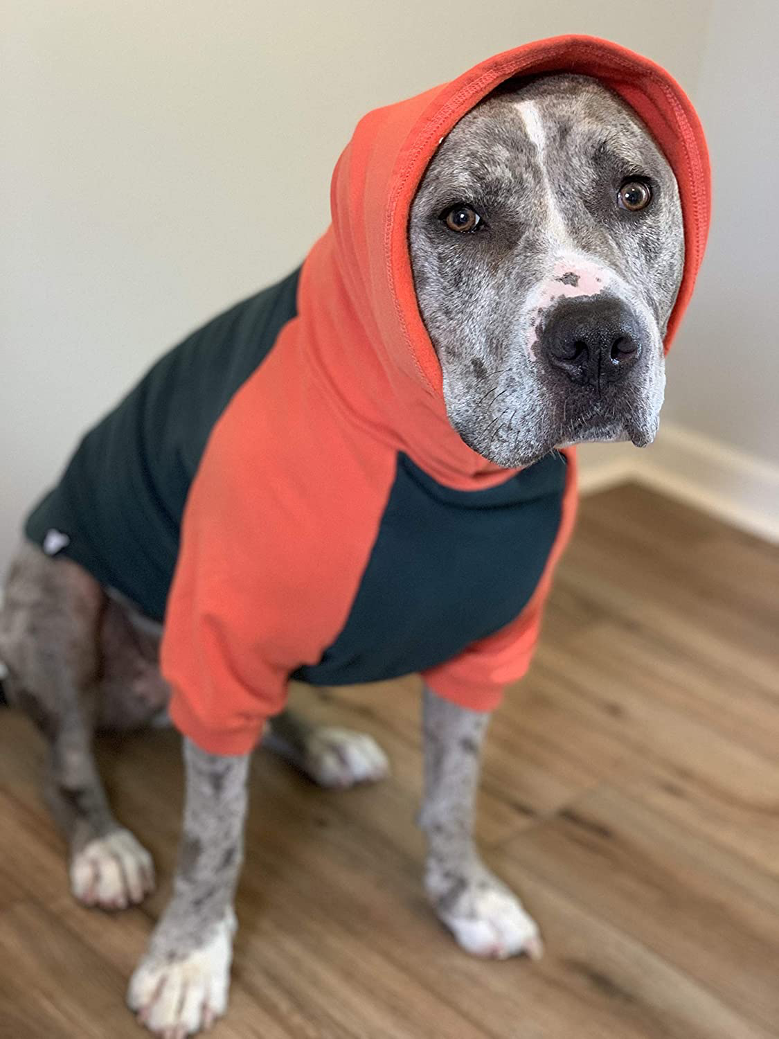 Tooth and Honey Pitbull Sweater/Large Breed Dog Sweater/Big Dog Sweatshirt/Full Belly Coverage Pullover Lightweight Sweater Dark Green & Orange Medium/Large/X Large Animals & Pet Supplies > Pet Supplies > Dog Supplies > Dog Apparel Tooth & Honey