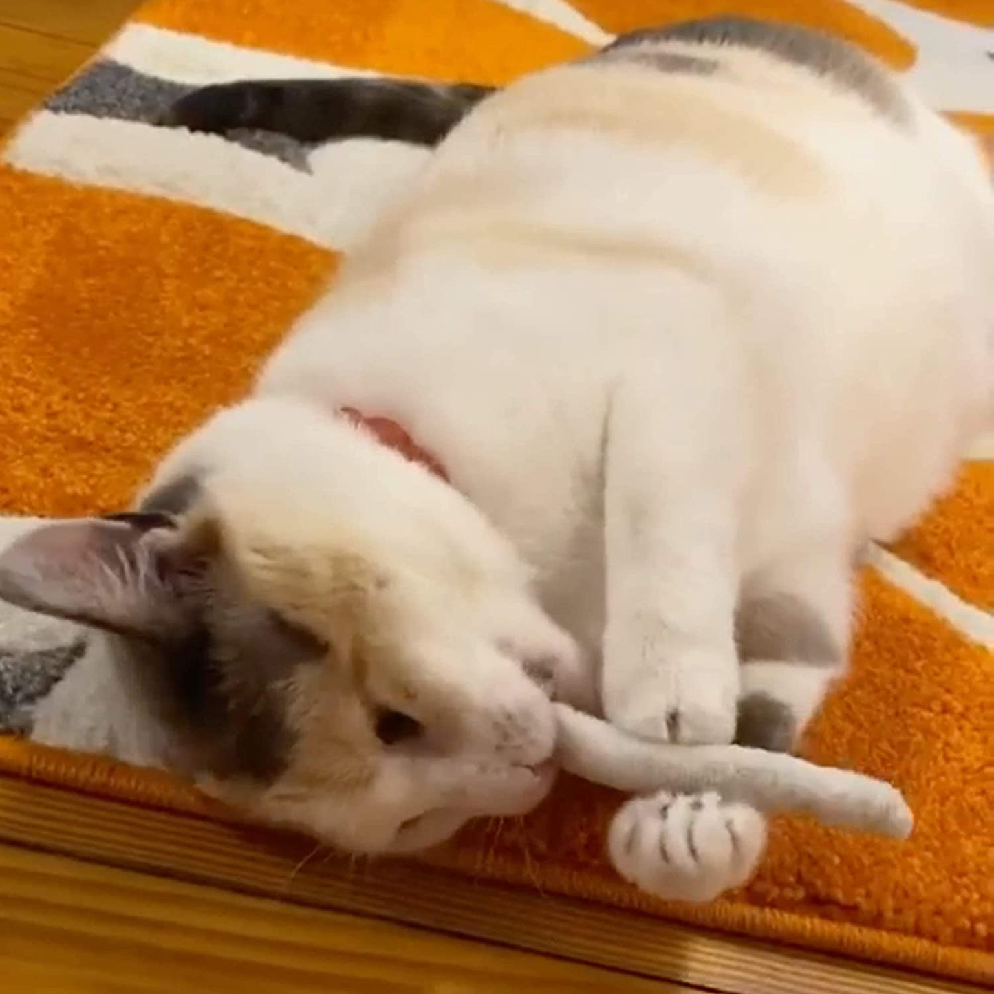 Smokey'S Stash Catnip Filled Pre Roll Joints for Cats - 5 Joints per Pack Animals & Pet Supplies > Pet Supplies > Cat Supplies > Cat Toys Smokey's Stash