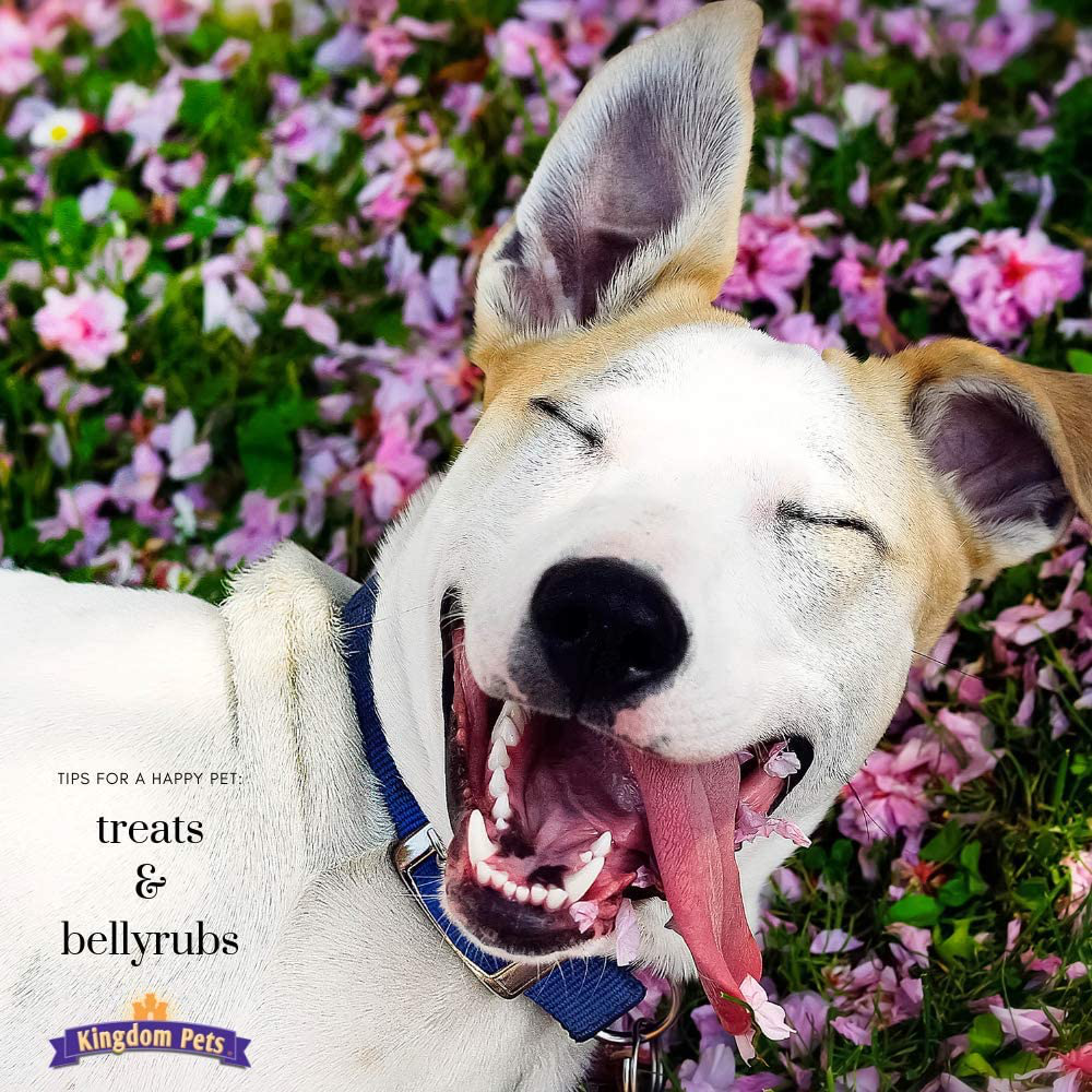 Kingdom Pets Duck Breast Jerky, Premium Treats for Dogs, 40 Oz. Bag Animals & Pet Supplies > Pet Supplies > Dog Supplies > Dog Treats Kingdom Pets