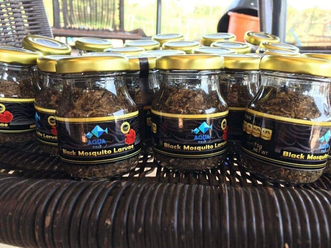 Siam Live Aquarium 75G Mosquito Larvae UHT Fish Food for Betta,Killifish and All Types of Fish Animals & Pet Supplies > Pet Supplies > Reptile & Amphibian Supplies > Reptile & Amphibian Food Siam Live Aquarium