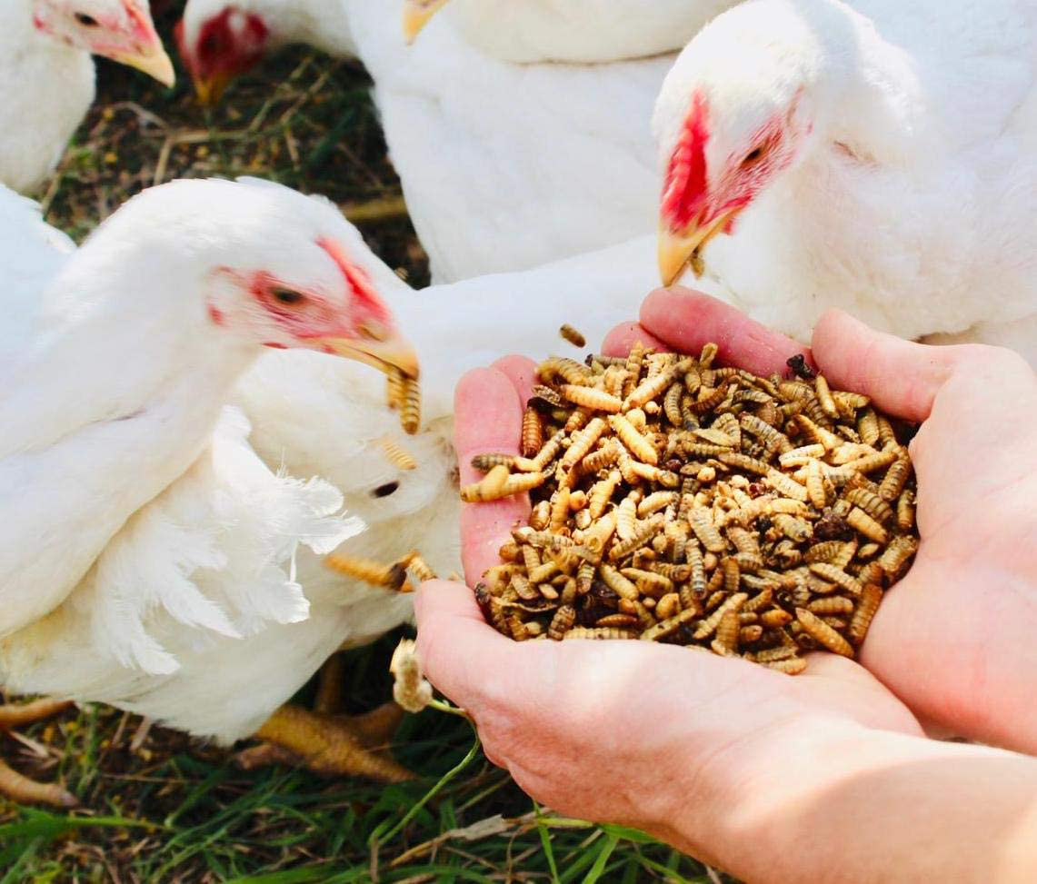 NORTH AMERICAN-RAISED Bugs for Birds! Better than Mealworms - Dried BSF Larvae - Natural Chicken Feed Supplement / Wild Bird Treats - for Healthy Eggs and Feathers! Animals & Pet Supplies > Pet Supplies > Bird Supplies > Bird Treats Bugs for Birds!   