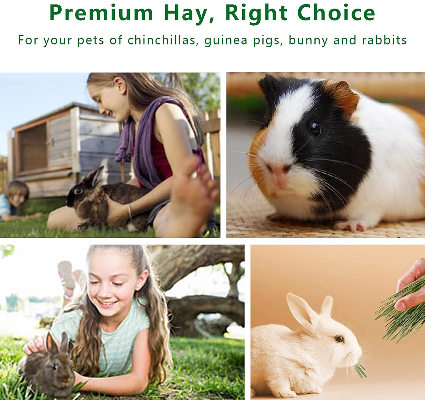 OHCOOL Timothy Hay Premium Sweet Fresh Hay for Guinea Pigs Rabbits Chinchilla Bunny Animals & Pet Supplies > Pet Supplies > Small Animal Supplies > Small Animal Food OHCOOL