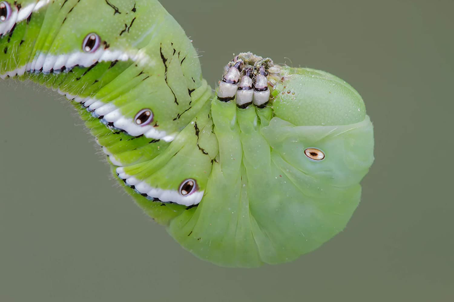 Dbdpet Premium 2 Cups of 10-15 Live Hornworms - Food for Bearded Dragons, Leopard Geckos, Frogs, Chameleons, Tegus, and Other Reptiles! Animals & Pet Supplies > Pet Supplies > Reptile & Amphibian Supplies > Reptile & Amphibian Food DBDPet