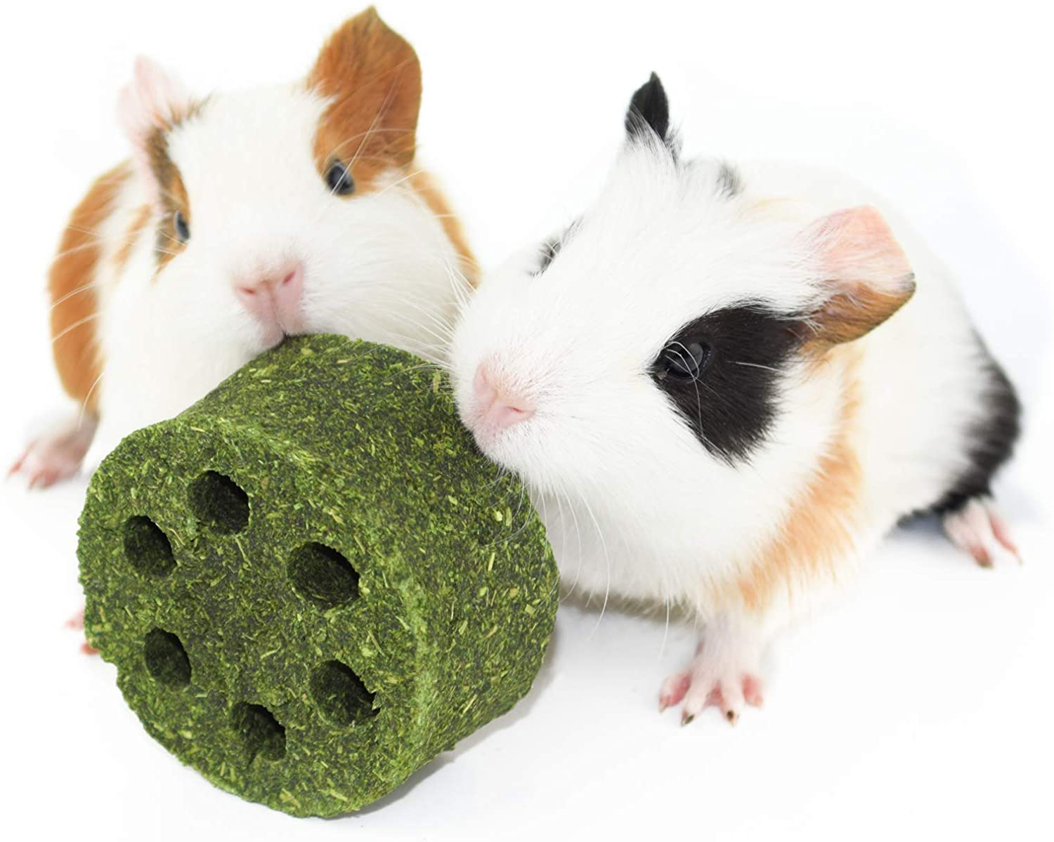 Timothy grass for guinea pigs cheap