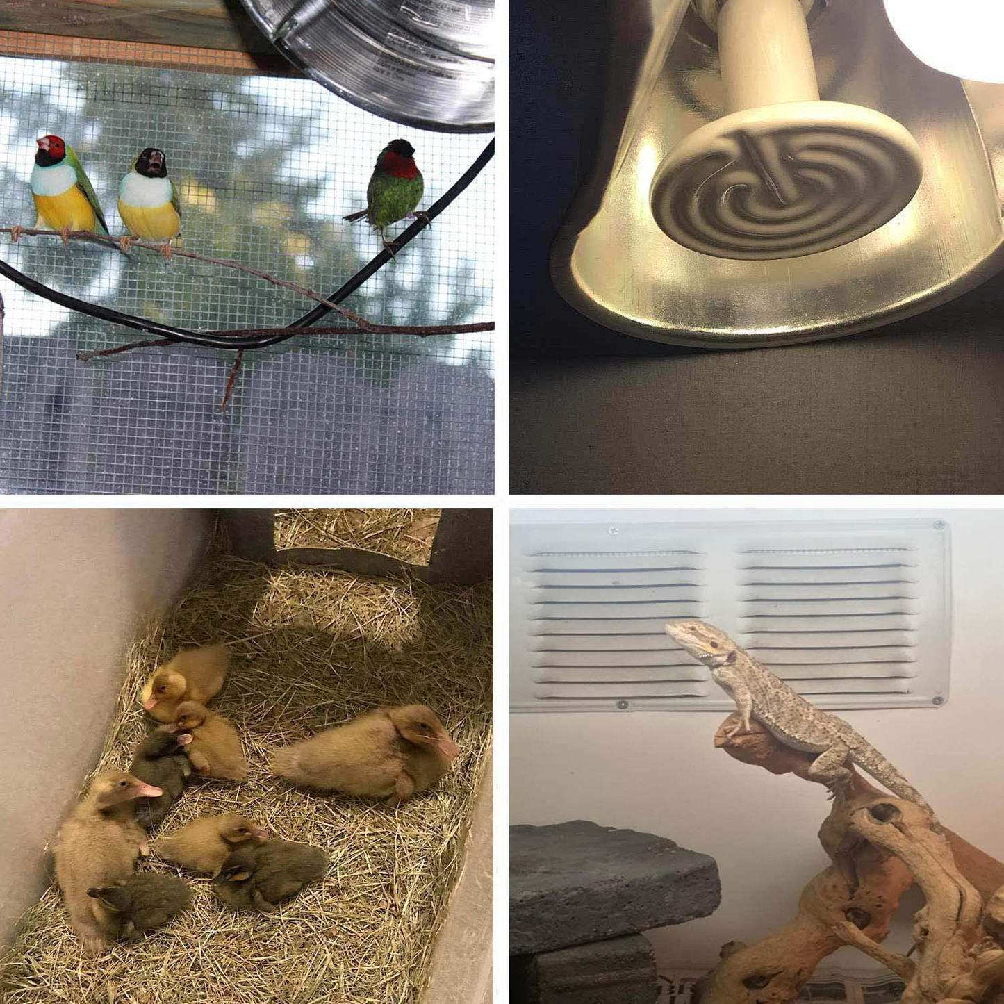 OMAYKEY 75W 2 Pack Ceramic Heat Lamp Bulb, Infrared Reptile Heat Emitter Heater Lamps Bulbs for Pet Brooder Coop Chicken Lizard Bearded Dragon Turtle Snake Aquarium, No Light No Harm (ETL Listed) Animals & Pet Supplies > Pet Supplies > Reptile & Amphibian Supplies > Reptile & Amphibian Habitat Heating & Lighting OMAYKEY