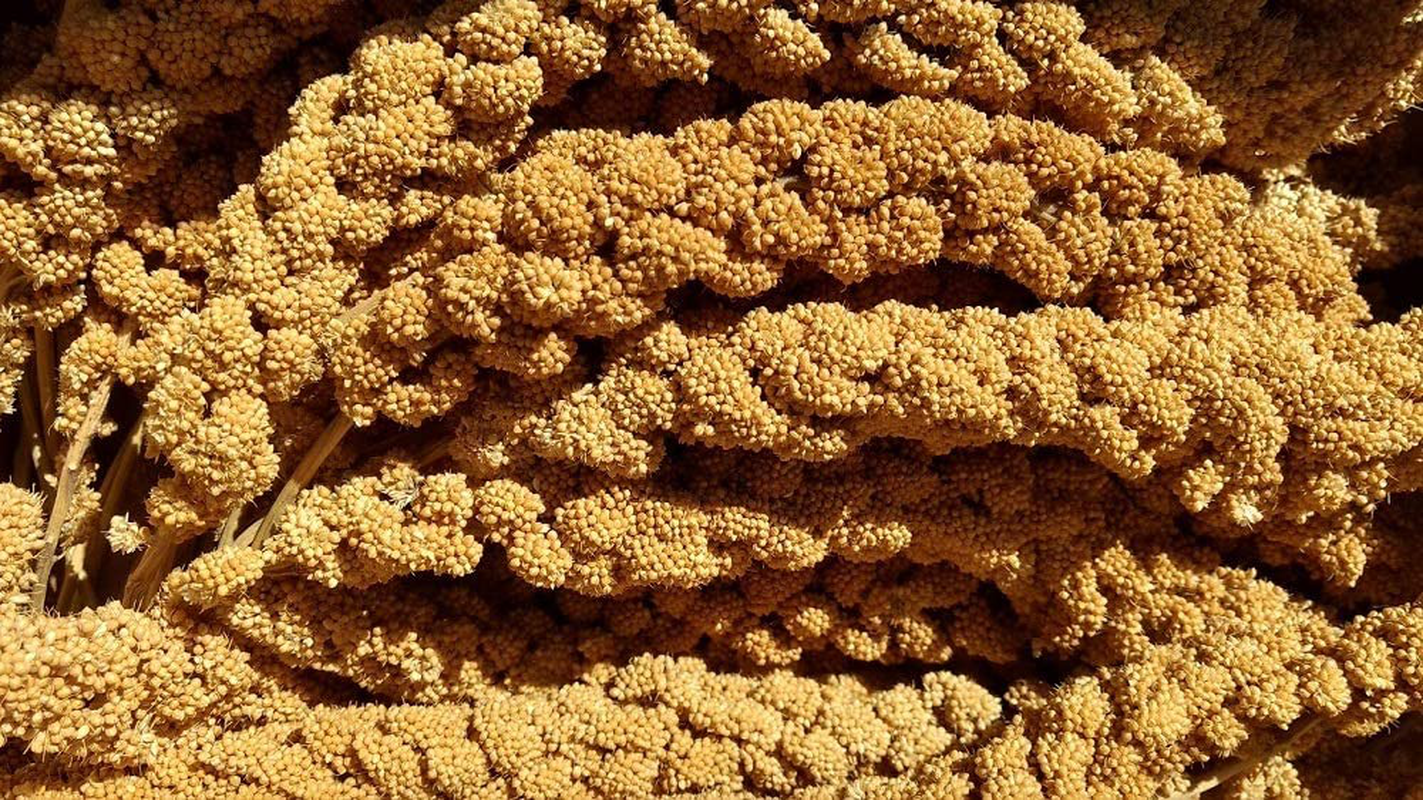 California Golden Spray Millet for Birds - Premium Spray Millet Animals & Pet Supplies > Pet Supplies > Bird Supplies > Bird Treats GOLDEN FARMS PRODUCTS