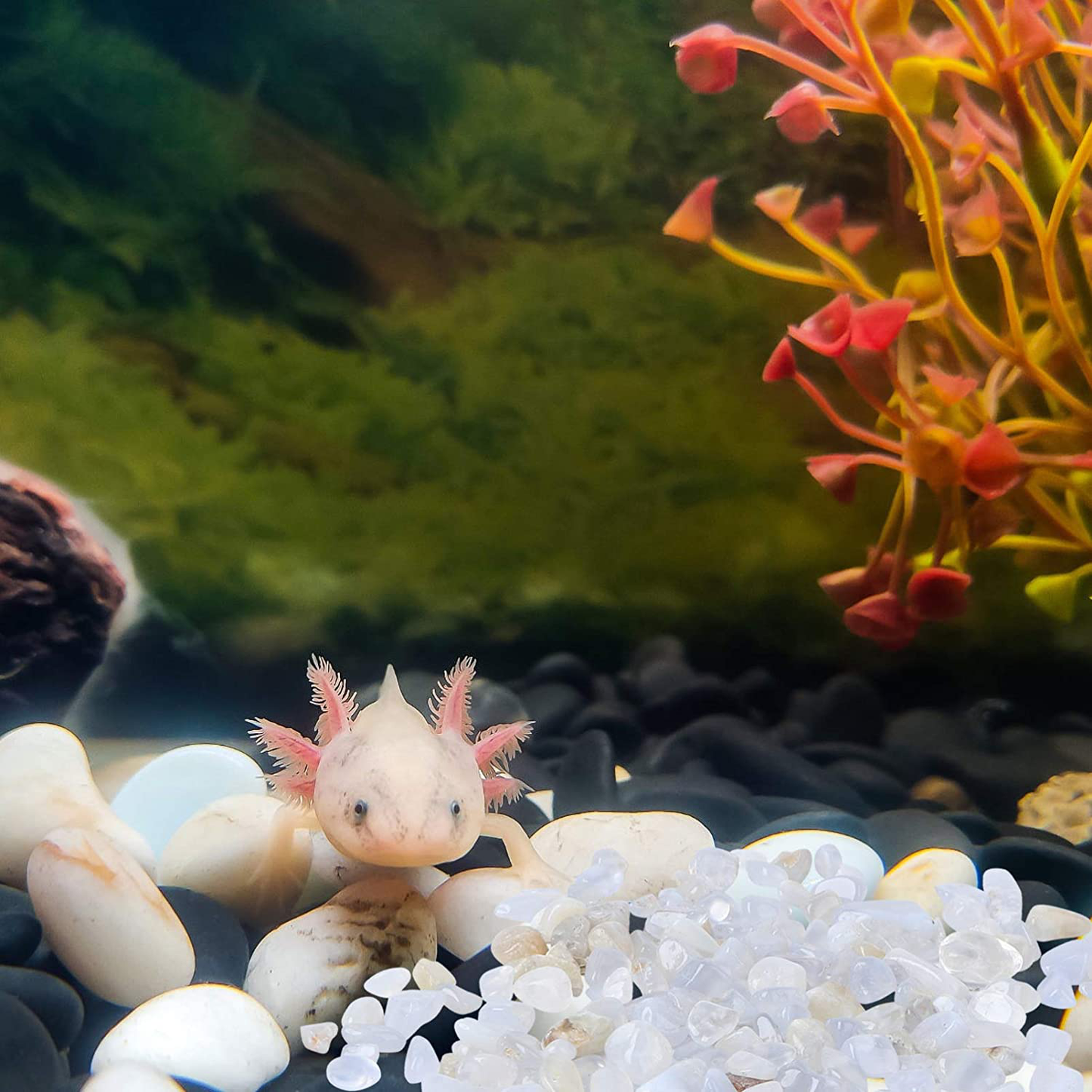 POPETPOP 100G Aquarium Gravel River Rock Decorative Polished Gravel Small Decorative Pebbles Stones for Aquariums Landscaping Vase Fillers Animals & Pet Supplies > Pet Supplies > Fish Supplies > Aquarium Gravel & Substrates POPETPOP