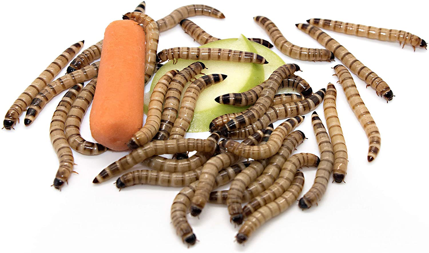 Freshinsects Live Superworms Organically Grown, Feed Reptile, Birds, Fishing Best Bait (100-500 Count) Animals & Pet Supplies > Pet Supplies > Reptile & Amphibian Supplies > Reptile & Amphibian Substrates Freshinsects 250 Count Large