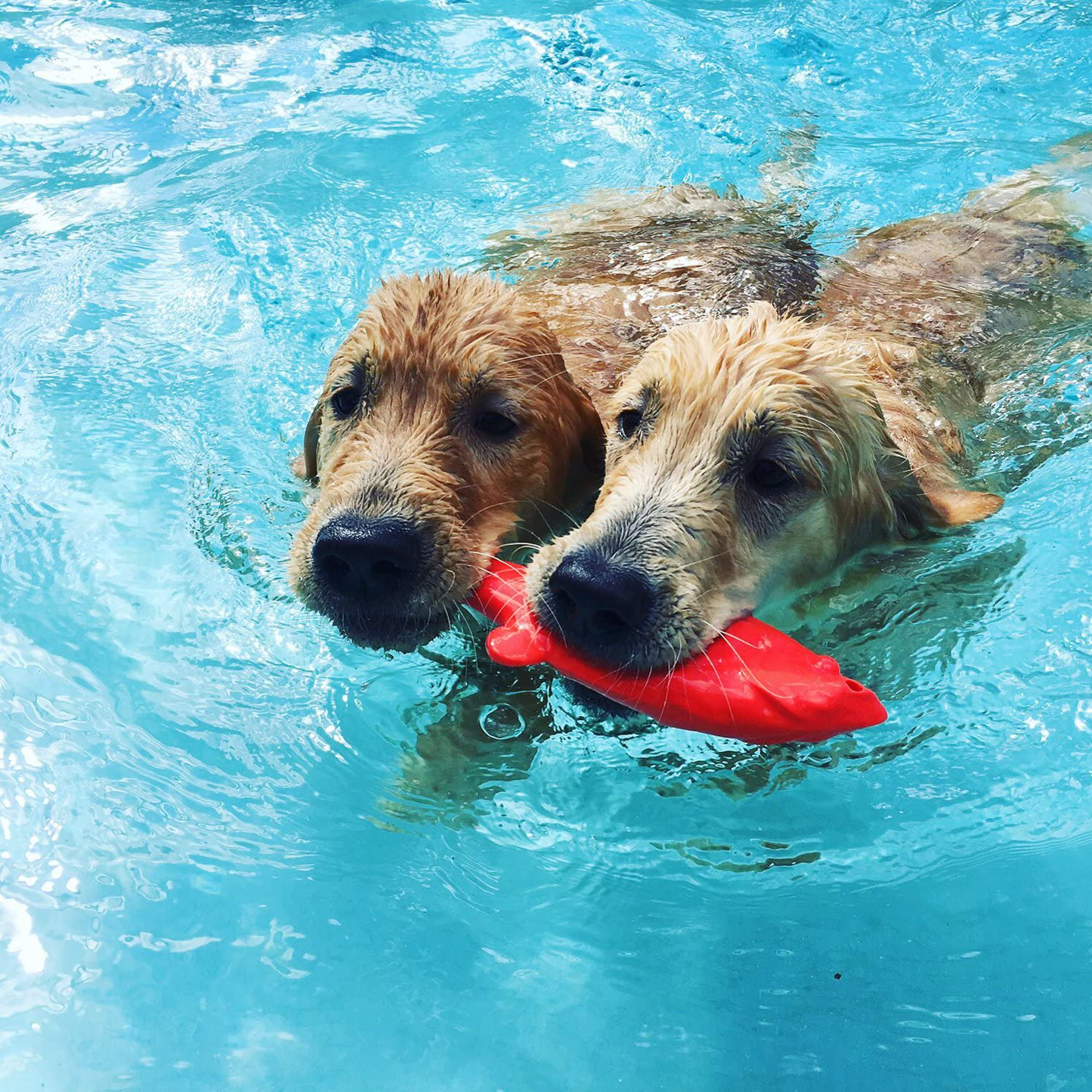 Ruff Dawg Flying Fish Dog Toy Animals & Pet Supplies > Pet Supplies > Dog Supplies > Dog Toys Ruff Dawg