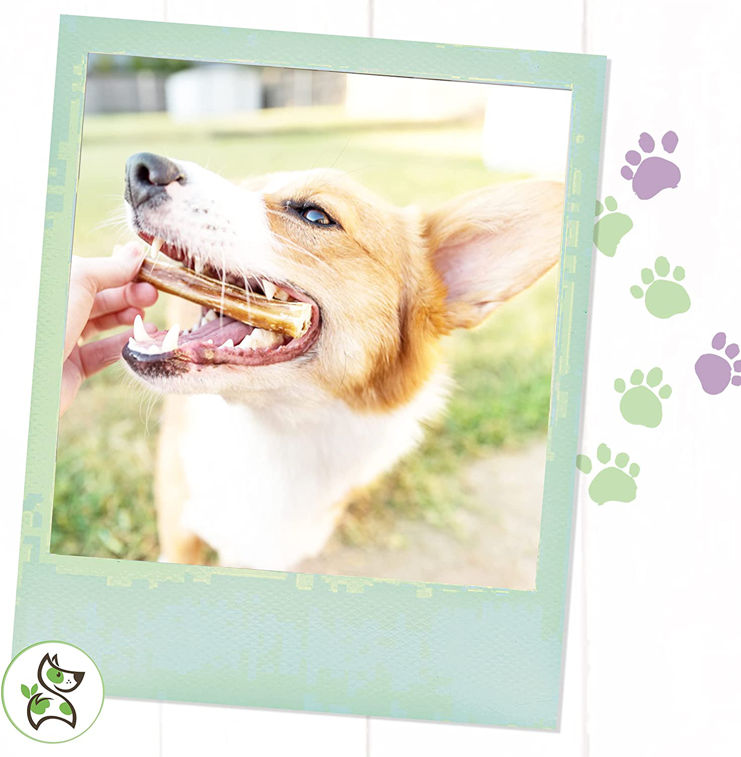 Nature Gnaws Bully Sticks for Dogs - Premium Natural Tasty Beef Bones - Simple Long Lasting Dog Chew Treats - Rawhide Free - 6 Inch Animals & Pet Supplies > Pet Supplies > Small Animal Supplies > Small Animal Treats Torito Brands