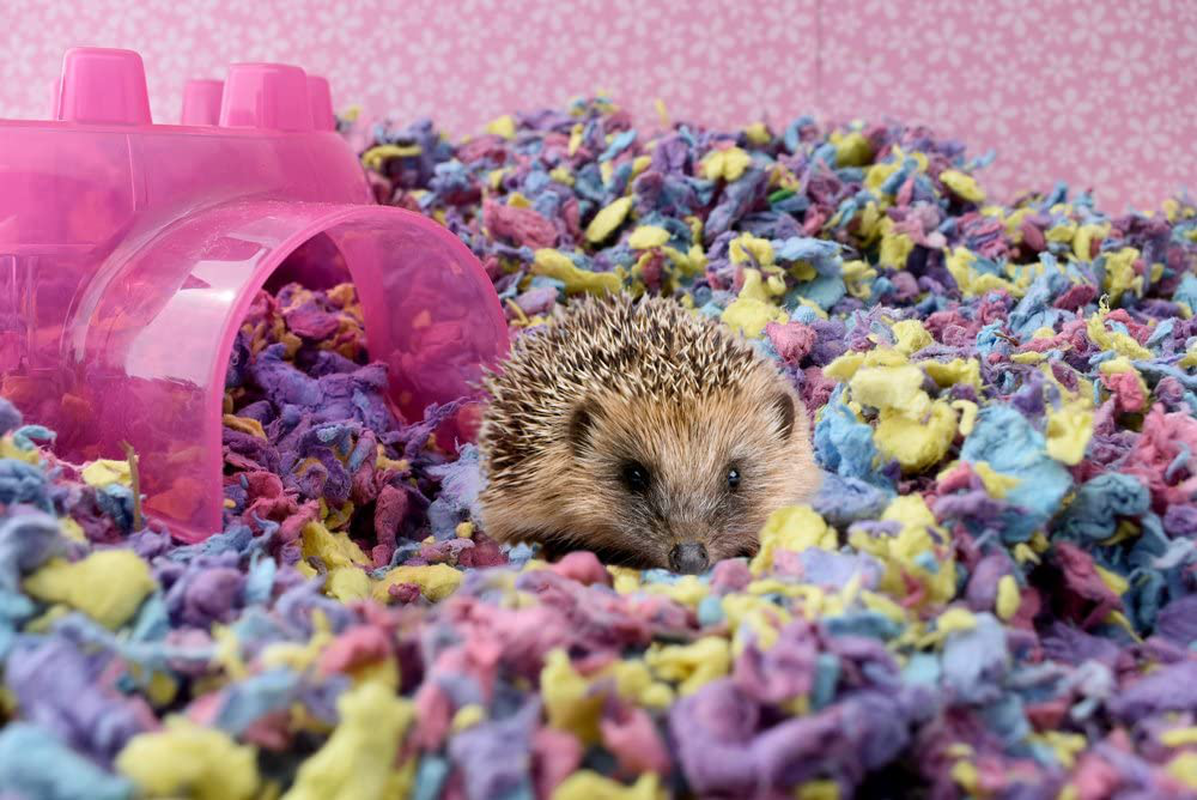 Healthy Pet Bedding in Colors, 10-Liter Animals & Pet Supplies > Pet Supplies > Small Animal Supplies > Small Animal Bedding Healthy Pet