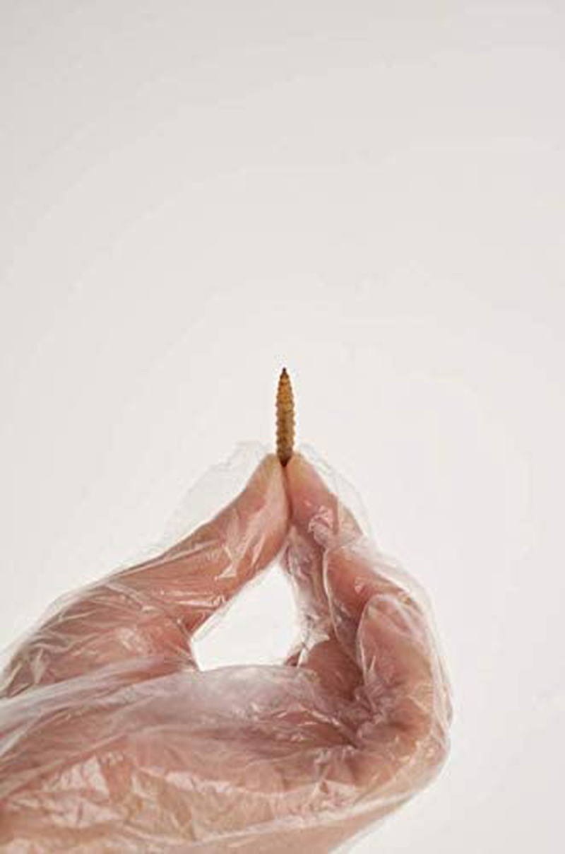 KIMOE Non-Gmo Fly Larvae 5Lbs for Wild Bird,Chicken More Calcium than Dried Mealworms Animals & Pet Supplies > Pet Supplies > Bird Supplies > Bird Treats kimoe