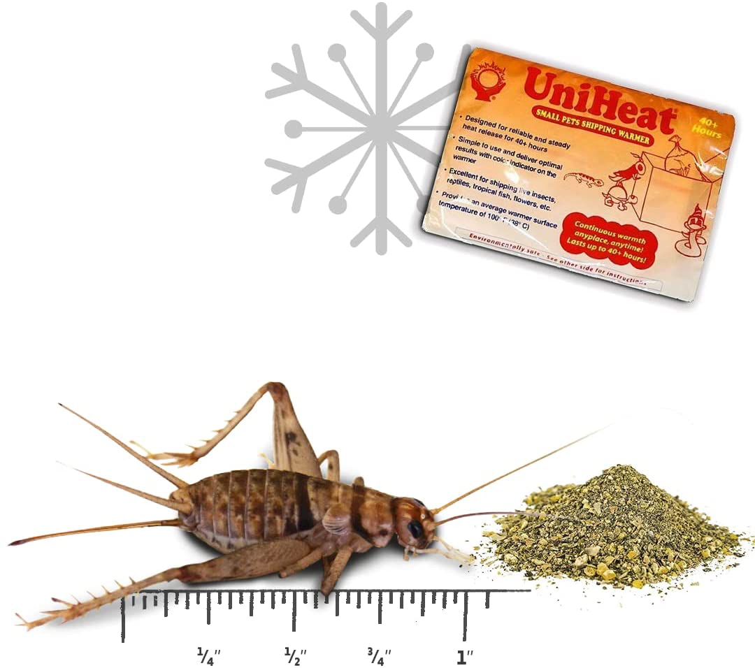 Josh'S Frogs 1" Large Adult Banded Crickets Animals & Pet Supplies > Pet Supplies > Reptile & Amphibian Supplies > Reptile & Amphibian Food Josh's Frogs 60 Count (Pack of 1)