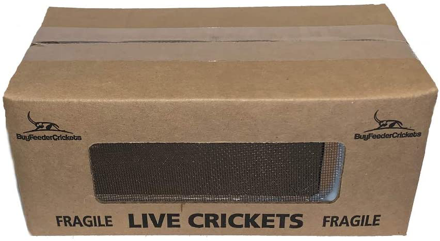 Buyfeedercrickets 500 Live Acheta Crickets (Medium (1/2")) Animals & Pet Supplies > Pet Supplies > Reptile & Amphibian Supplies > Reptile & Amphibian Food BuyFeederCrickets