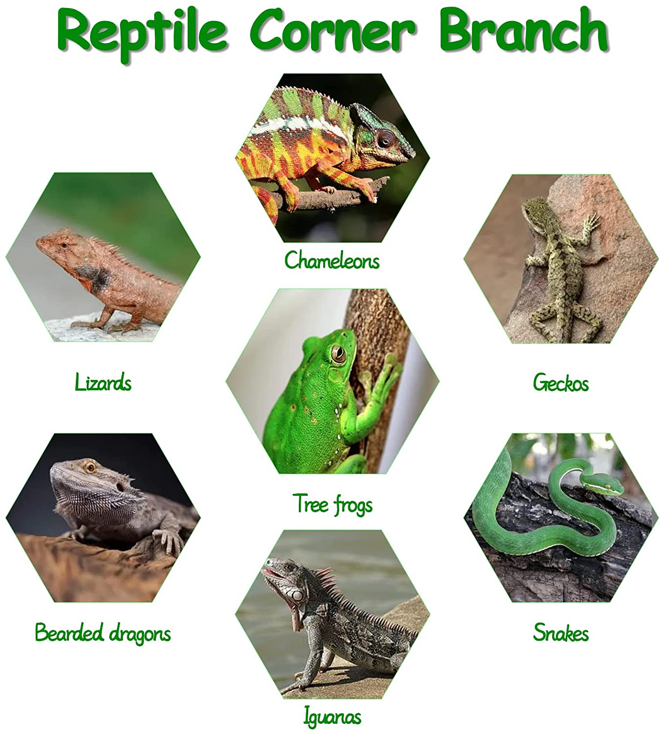 Fhiny Reptile Corner Branch, Resin Climb Tree Branch Decor with Leaves Tank Accessories Terrarium Plant Ornament with Suction Cup for Snake Lizard Bearded Dragons Gecko Climbing Animals & Pet Supplies > Pet Supplies > Reptile & Amphibian Supplies > Reptile & Amphibian Substrates Fhiny