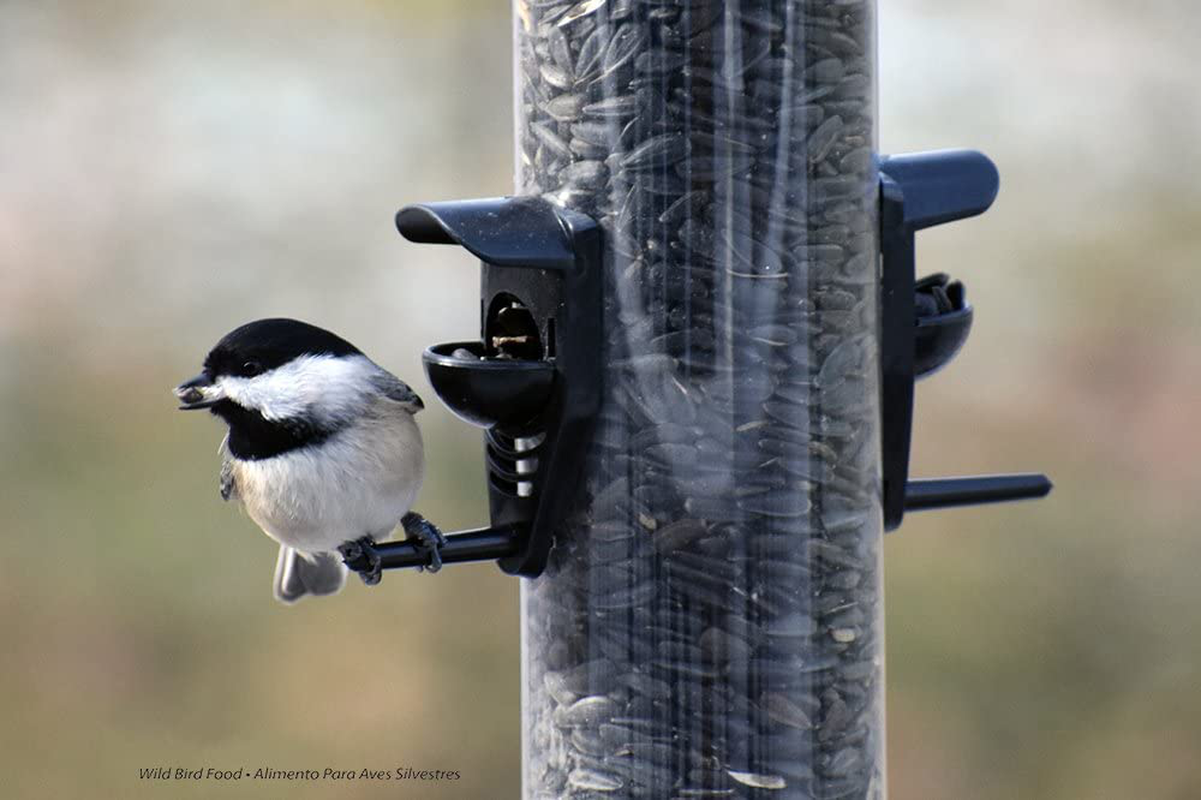 Valley Splendor 100033658 Black Oil Sunflower Seeds Wild Bird Food, 5 Lb Animals & Pet Supplies > Pet Supplies > Bird Supplies > Bird Food Valley Splendor