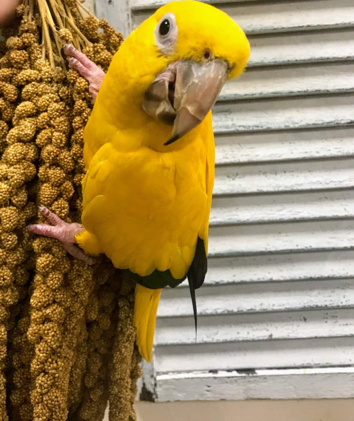 Nemeth Farms Worlds Freshest Spray Millet the Original Bird Treat and Supplement Non-Gmo for All Pet Birds Parakeets, Cockatiels, Lovebirds and Finches Animals & Pet Supplies > Pet Supplies > Bird Supplies > Bird Food Nemeth Farms