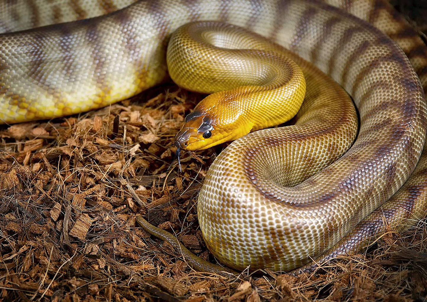 Critters Comfort Coconut Reptile Bedding Organic Substrate - Coarse, 21 Quarts Animals & Pet Supplies > Pet Supplies > Reptile & Amphibian Supplies > Reptile & Amphibian Substrates Critters Comfort