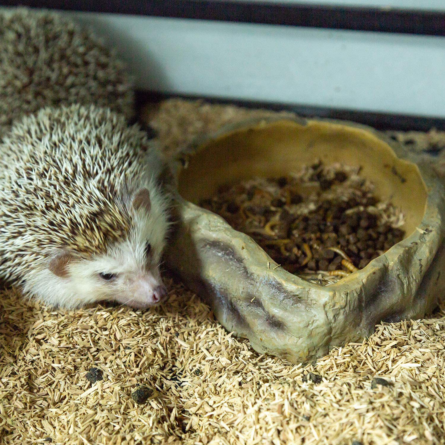 REPTIZOO Reptile Water Bowl Terrarium Water Dish Food Feeding Bowl for Reptile Amphibian Pets Medium(8"X 6.1"X 1.7") Animals & Pet Supplies > Pet Supplies > Reptile & Amphibian Supplies > Reptile & Amphibian Substrates REPTIZOO