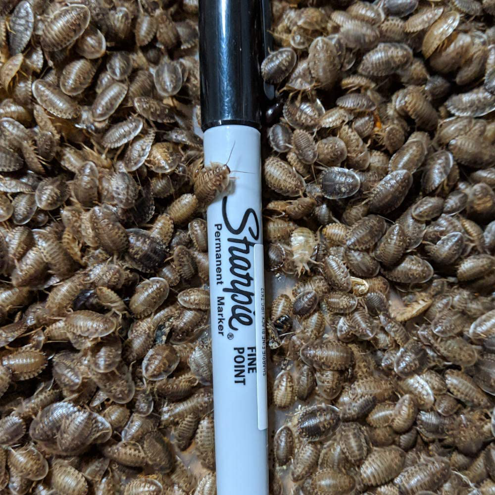 Dbdpet Premium Live Dubia Roaches 51Ct Small (0.25-0.375") - Bearded Dragon, Leopard Gecko, Phelsuma, Chameleon, and Other Small Reptile Food - Includes a Caresheet Animals & Pet Supplies > Pet Supplies > Reptile & Amphibian Supplies > Reptile & Amphibian Food DBDPet