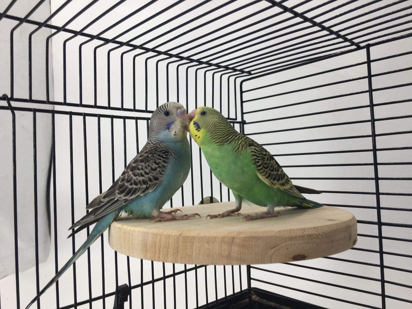 MINORPET Wood Perch Platform Stand for Small Animals Pet Cage Accessories Bird Parrot African Grey Parakeet Conure Cockatiel Budgie Gerbil Rat Mouse Chinchilla Hamster Exercise Toy Animals & Pet Supplies > Pet Supplies > Bird Supplies > Bird Gyms & Playstands MINORPET