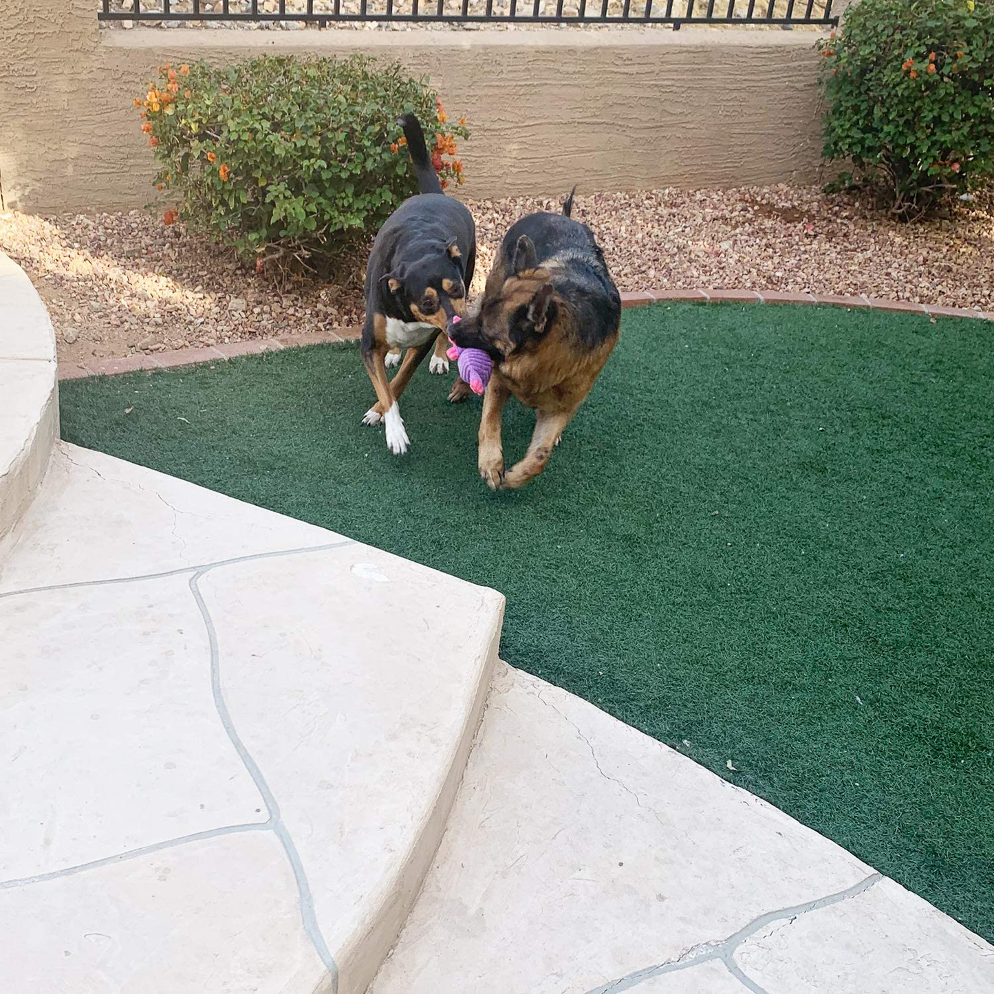 Jalousie 5 Pack Dog Toys Dog Plush Toys Assortment Value Bundle Dog Squeaky Toys Assortment Puppy Pet Mutt Dog Toy Dog Squeak Toy for Medium Large Dogs Animals & Pet Supplies > Pet Supplies > Dog Supplies > Dog Toys Jalousie